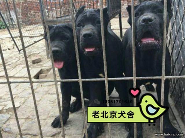 精品纯种霸气十足卡斯罗顶级护卫犬幼犬出售 保证健康