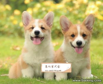 精品纯种柯基犬幼犬出售健康保障疫苗齐全可上门选购